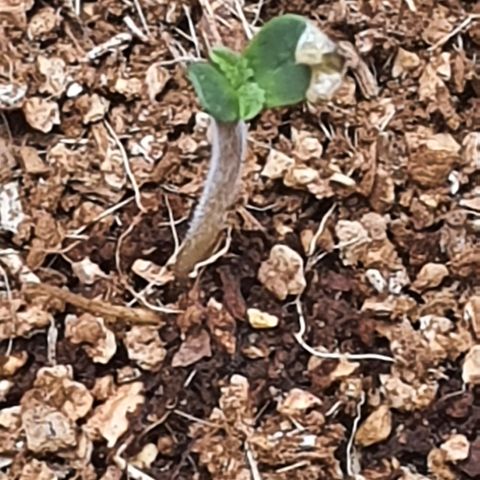 Sweet Gelato growlog timeline photo