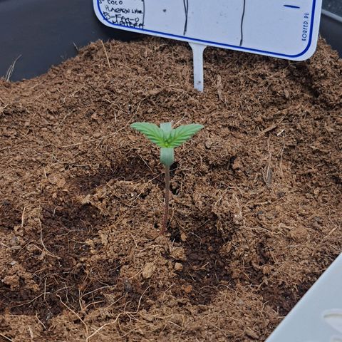 Honey Cream growlog timeline photo
