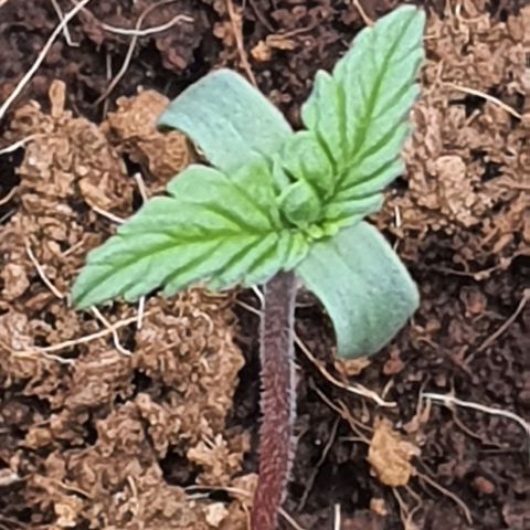 Honey Cream growlog timeline photo