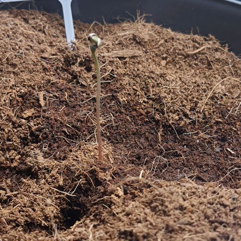 Candy kush growlog timeline photo