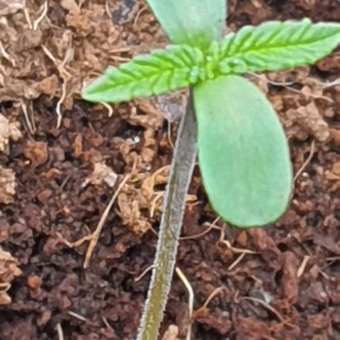 Green Poison F1 growlog timeline photo