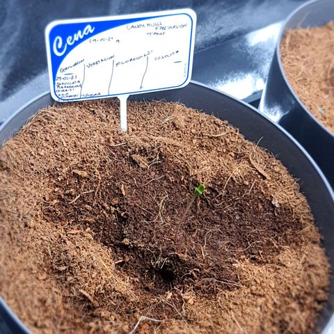 Candy kush growlog timeline photo