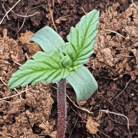 Honey Cream growlog timeline photo
