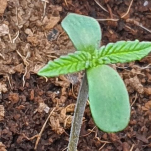 Green Poison F1 growlog timeline photo