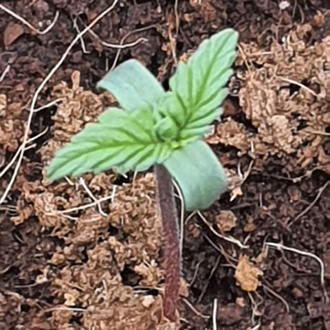 Honey Cream growlog timeline photo
