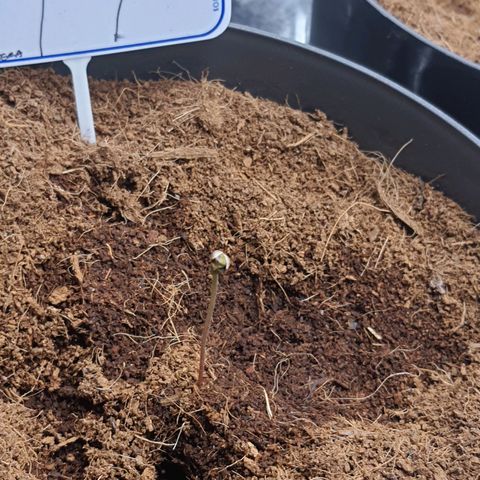 Candy kush growlog timeline photo