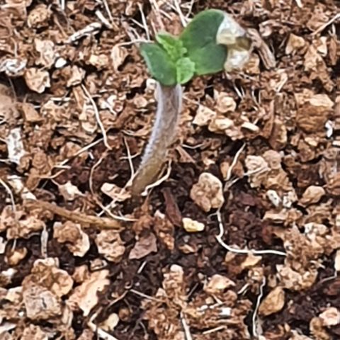 Sweet Gelato growlog timeline photo