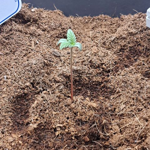 Honey Cream growlog timeline photo