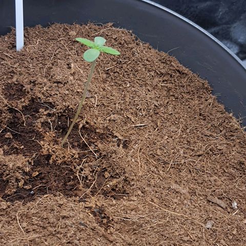 Green Poison F1 growlog timeline photo