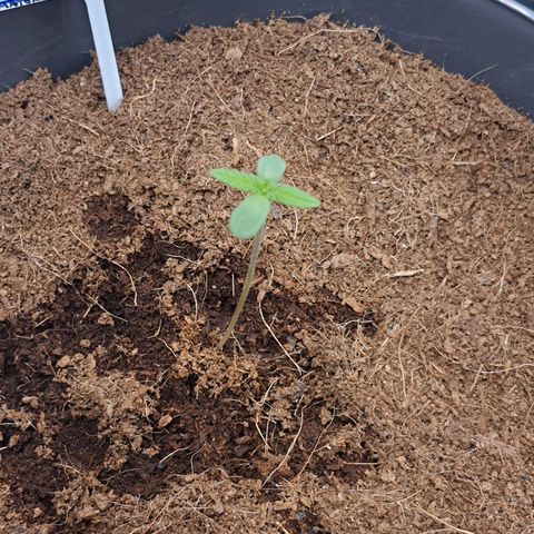 Green Poison F1 growlog timeline photo