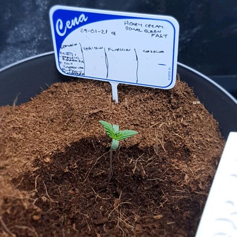 Honey Cream growlog timeline photo