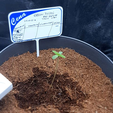 Green Poison F1 growlog timeline photo