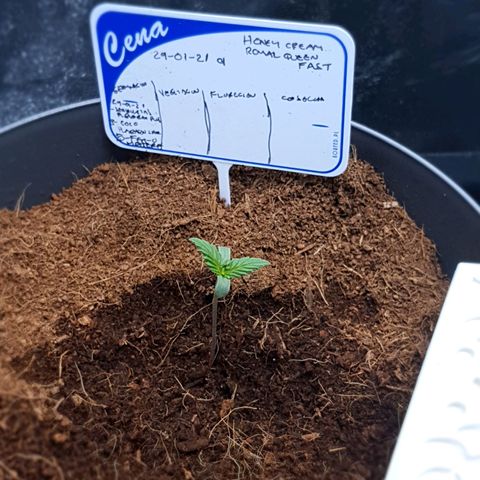 Honey Cream growlog timeline photo