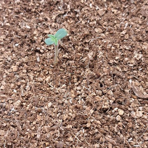 Sweet Gelato growlog timeline photo
