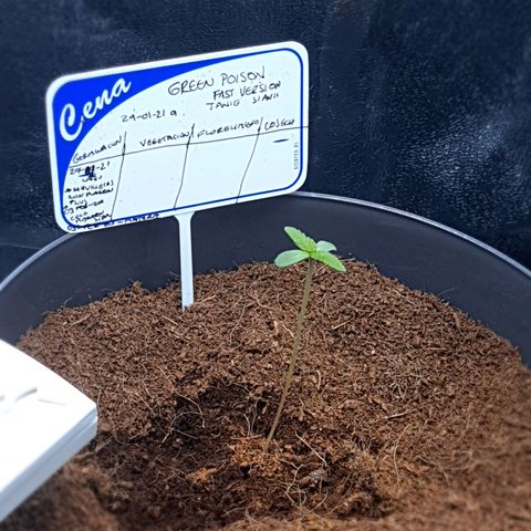 Green Poison F1 growlog timeline photo