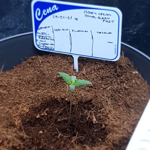 Honey Cream growlog timeline photo