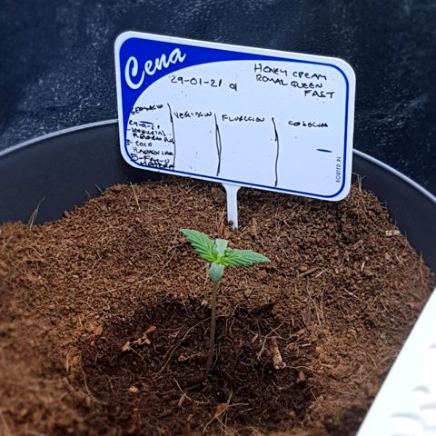 Honey Cream growlog timeline photo