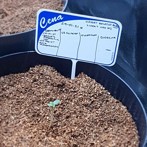Sweet Gelato growlog timeline photo