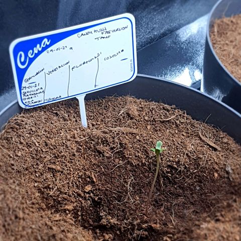 Candy kush growlog timeline photo