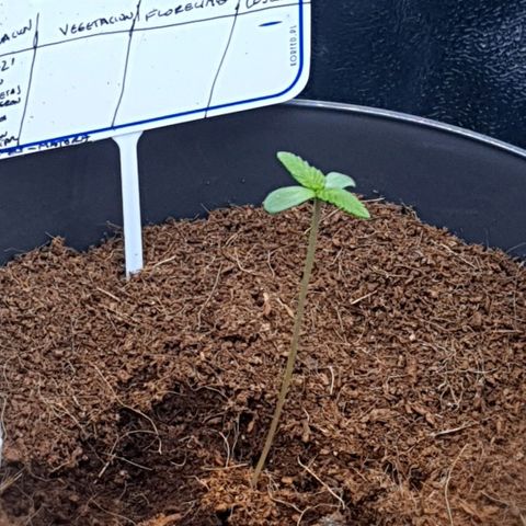 Green Poison F1 growlog timeline photo