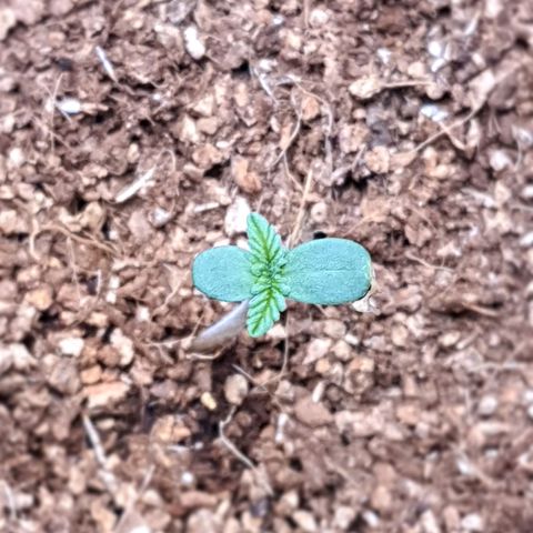 Sweet Gelato growlog timeline photo