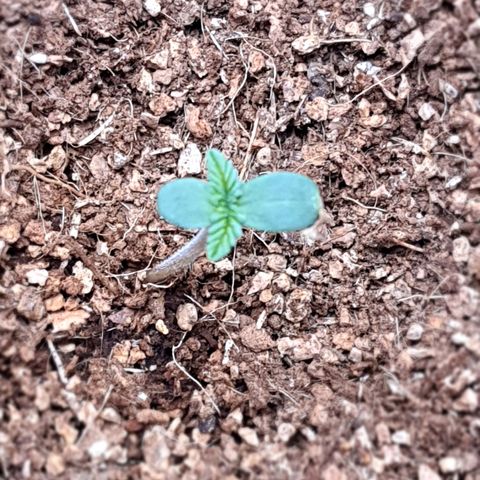 Sweet Gelato growlog timeline photo
