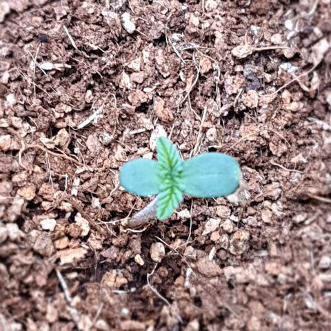 Sweet Gelato growlog timeline photo