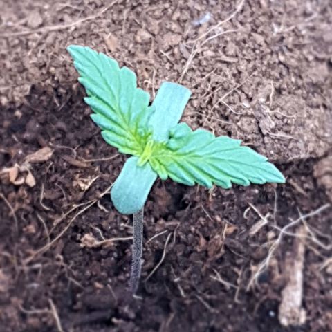 Honey Cream growlog timeline photo