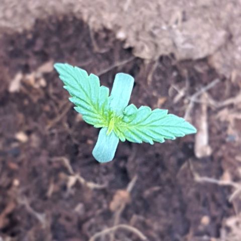 Honey Cream growlog timeline photo