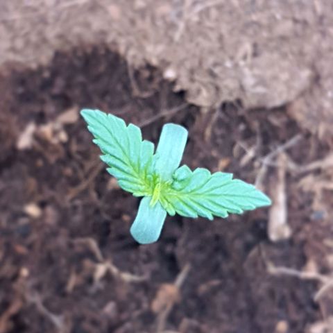 Honey Cream growlog timeline photo