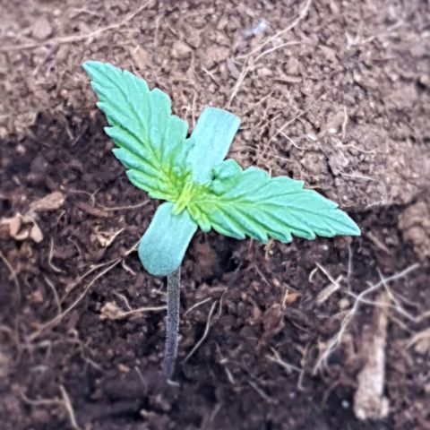 Honey Cream growlog timeline photo