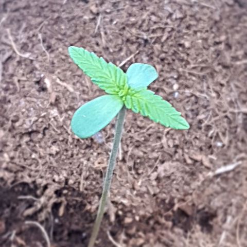 Green Poison F1 growlog timeline photo