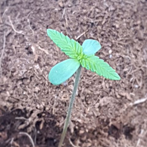 Green Poison F1 growlog timeline photo