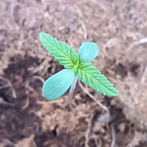 Green Poison F1 growlog timeline photo