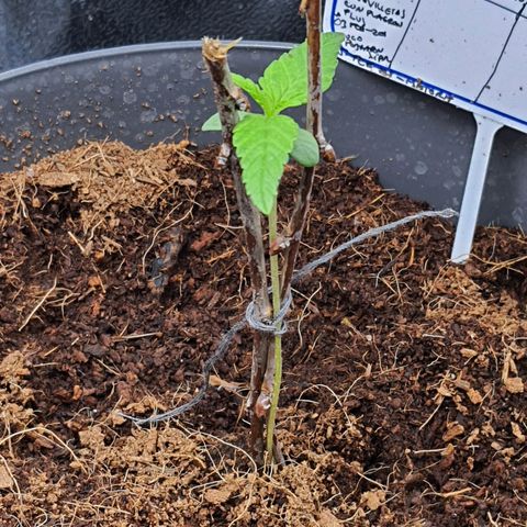 Green Poison F1 growlog timeline photo