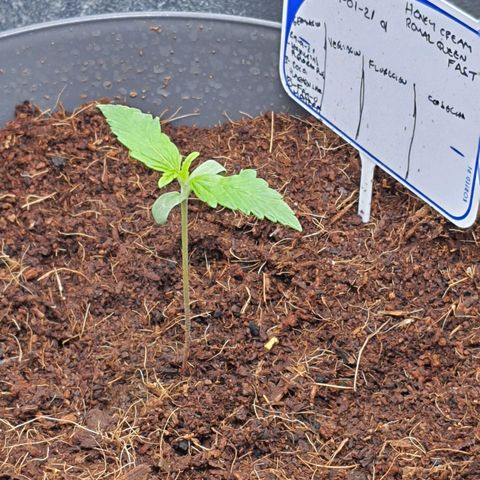 Honey Cream growlog timeline photo