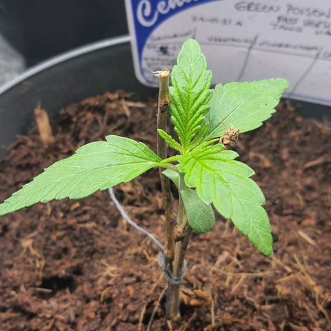 Green Poison F1 growlog timeline photo