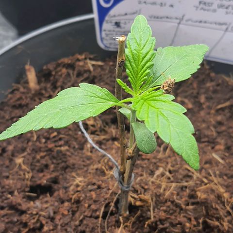 Green Poison F1 growlog timeline photo