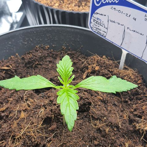 Honey Cream growlog timeline photo