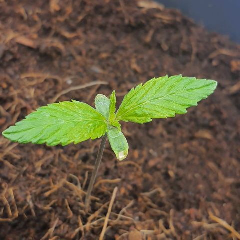 Candy kush growlog timeline photo
