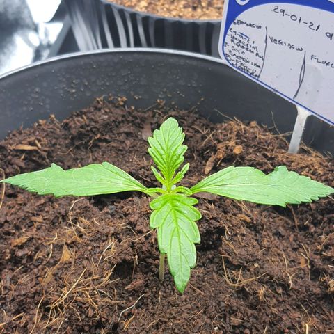 Honey Cream growlog timeline photo