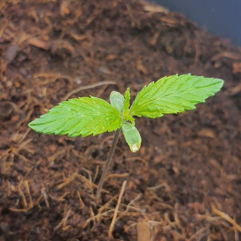 Candy kush growlog timeline photo