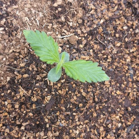 Sweet Gelato growlog timeline photo