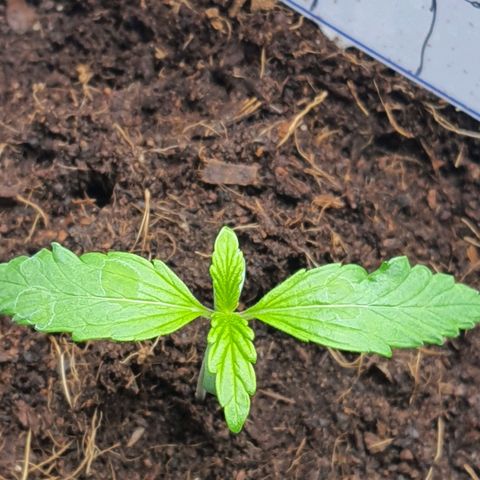 Honey Cream growlog timeline photo
