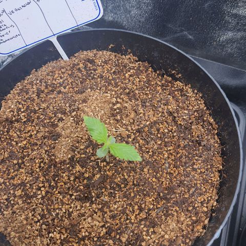 Sweet Gelato growlog timeline photo