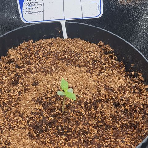 Sweet Gelato growlog timeline photo