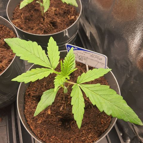 Green Poison F1 growlog timeline photo