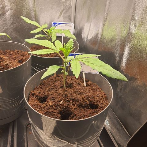Green Poison F1 growlog timeline photo