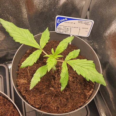 Honey Cream growlog timeline photo