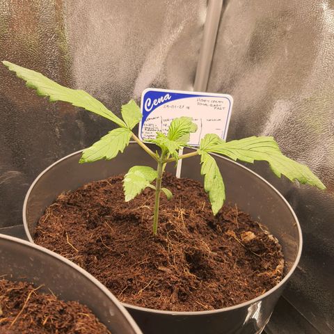Honey Cream growlog timeline photo